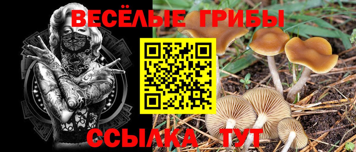 Псилоцибиновые грибы Cubensis  Вход с VPN  Североуральск  купить наркотик  Псилоцибиновые грибы Psilocybine cubensis 